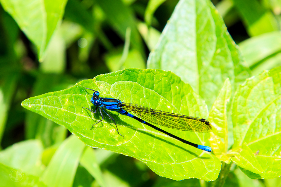 Blue Dragon fly - Beautiful