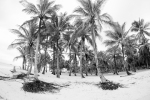 Palm Tree Islands